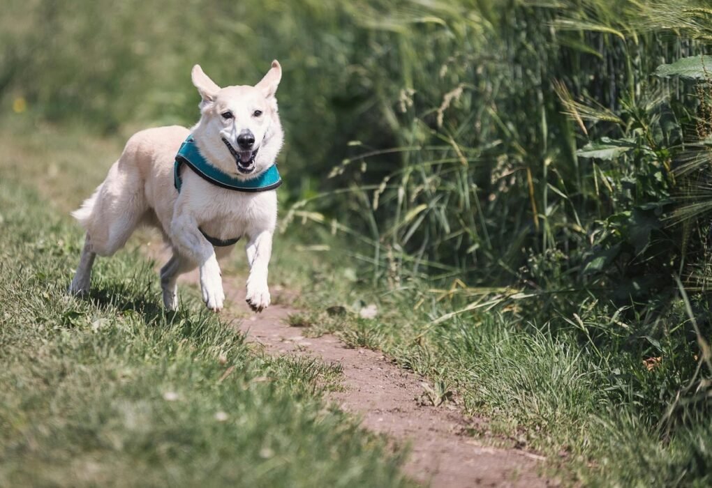 How Much Exercise Does Your Dog Really Need?
