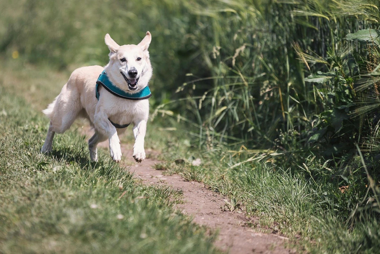 How Much Exercise Does Your Dog Really Need?